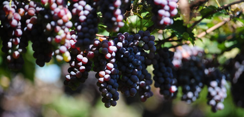 Como Plantar Uva em Casa – Dicas para Cultivar a Fruta