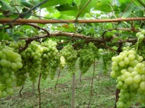como-plantar-uva-em-casa-dicas-