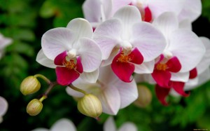 cuidados-com-orquídeas-como-fazer-mudas-em-casa