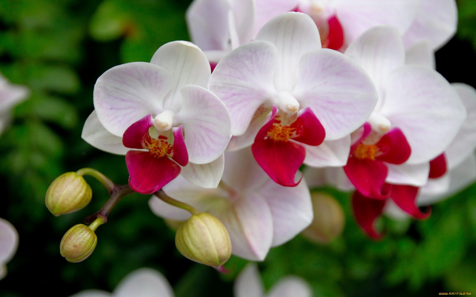 Cuidados com Orquídeas – Dicas para Fazer Mudas