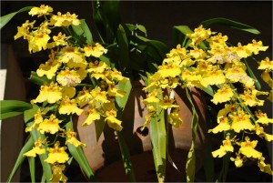 orquídea-chuva-de-ouro-grande-
