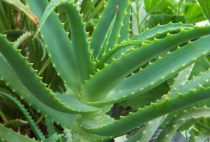 babosa-ou-aloe-vera-benefícios-saúde-queda-de-cabelo-1
