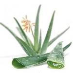 babosa-ou-aloe-vera-benefícios-saúde-queda-de-cabelo-como-usar