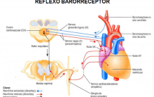Barorreceptores Arteriais Mecanismo Regulação Pressão PA
