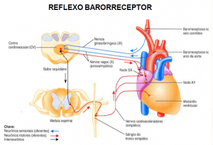 barorreceptor-arterial