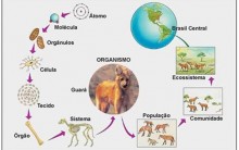 Resumo Sobre Biologia, Organização, Nutrição, Reprodução
