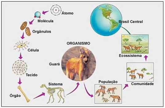 Resumo Sobre Biologia, Organização, Nutrição, Reprodução