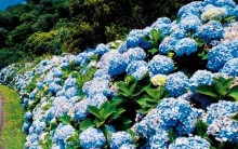 Como Plantar Hortênsia – Cuidados, Fazer Mudas e Secar a Flor