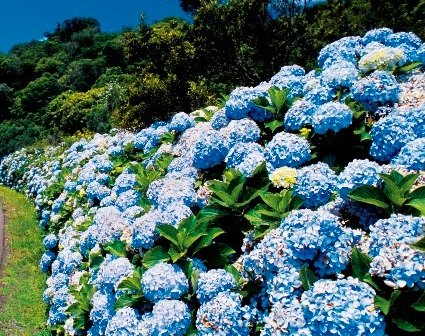 Como Plantar Hortênsia – Cuidados, Fazer Mudas e Secar a Flor