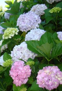 cores-variadas-de-hortência-