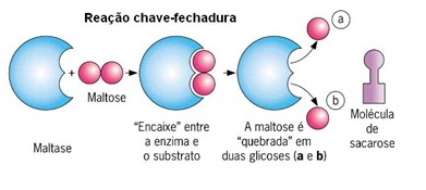 resumo-de-biologia-enzimas-
