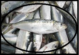 benefícios-e-vitaminas-da-sardinha-receita-0