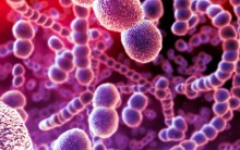 Introdução à Microbiologia – Bactérias, Morfologia, Estruturas