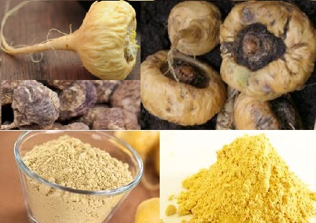 maca-peruana-ginseng-andino-emagrece-