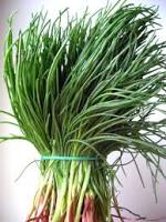 Agretti – Vegetal Usado na Culinária e Fabricação de Vidros