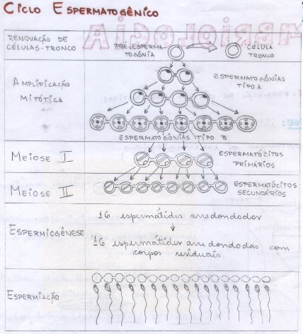 ciclo-espermatogênico-embriologia-