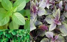 Manjericão – Benefícios à Saúde, Como Cultivar Erva