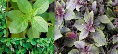 Manjericão – Benefícios à Saúde, Como Cultivar Erva
