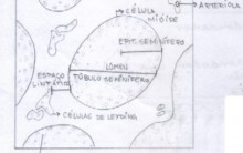 Embriologia – Gametogênese, Ciclo Espermatogênico e Menstrual