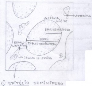 -espermatogênese-embriologia-