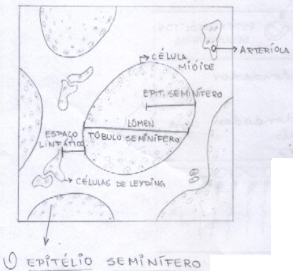 Embriologia – Gametogênese, Ciclo Espermatogênico e Menstrual