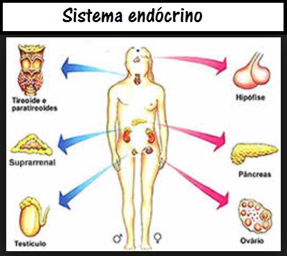 Resumo Sistema Endócrino – Tudo Sobre Hormônios, Hipófise