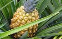 Benefícios do Abacaxi – Vitaminas, Dicas para Engravidar
