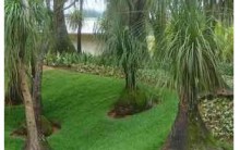 Pata de Elefante – Como Cultivar, Cuidados, Regas e Fotos