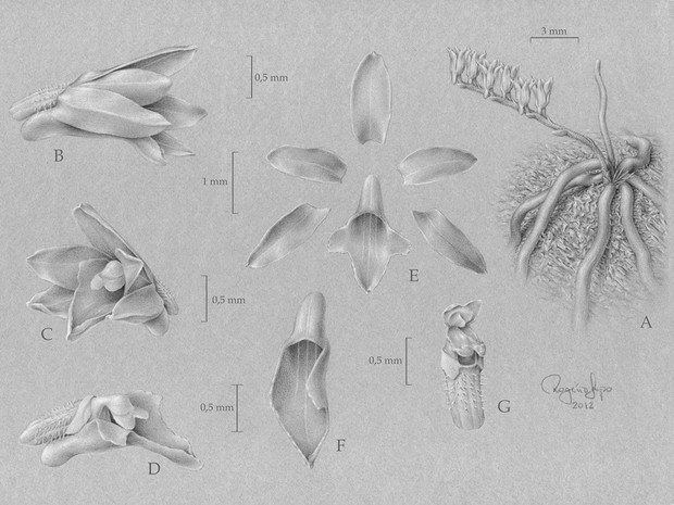 menor-flor-do-mundo-orquídea
