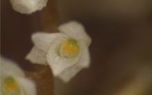 Menor Orquídea do Mundo – Foto da Menor Flor