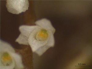 menor-orquídea-do-mundo-