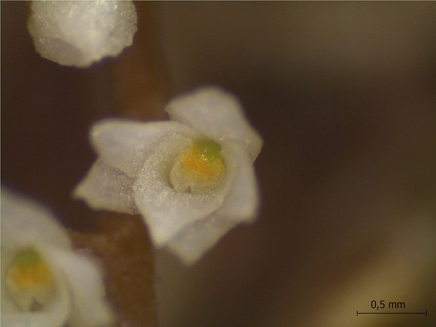 Menor Orquídea do Mundo – Foto da Menor Flor