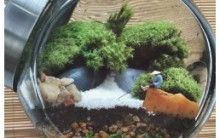 Minijardins Tudo Sobre Jardim no Pote Foto e Onde Comprar