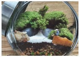 Minijardins Tudo Sobre Jardim no Pote Foto e Onde Comprar