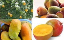 Benefícios da Manga à Saúde – Tudo Sobre suas Vitaminas