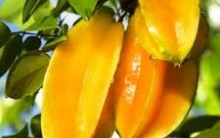 Carambola – Benefícios, Vitaminas e Contra-Indicações