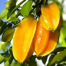 Carambola – Benefícios, Vitaminas e Contra-Indicações