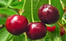 Benefícios da Cereja Do Mato e da Cereja Asiática – Vitaminas, Tipos e Fotos