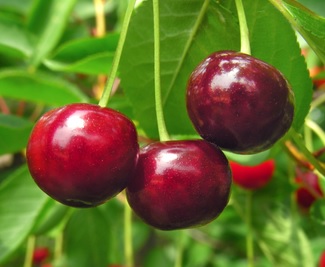 Benefícios da Cereja Do Mato e da Cereja Asiática – Vitaminas, Tipos e Fotos