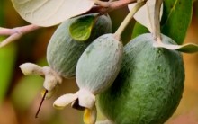Feijoa – Tudo Sobre os Benefícios, Vitaminas e Fotos