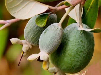 Feijoa – Tudo Sobre os Benefícios, Vitaminas e Fotos
