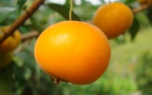 Orvalha, Uvalha ou Uvaia – Benefícios, Vitaminas e Receitas