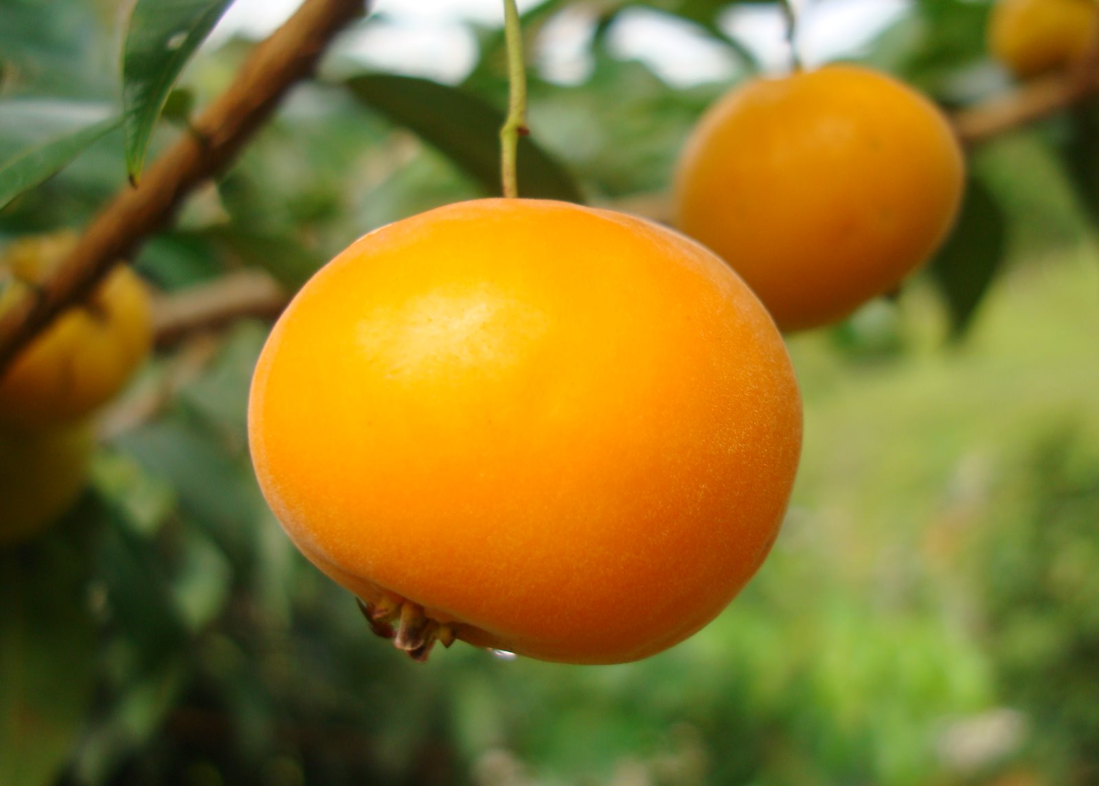Orvalha, Uvalha ou Uvaia – Benefícios, Vitaminas e Receitas