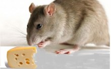 Como Afastar Ratos – Dicas de Repelentes e Cuidados