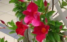 Trepadeiras com Flores – Tipos, Dicas como Cuidar e Fotos