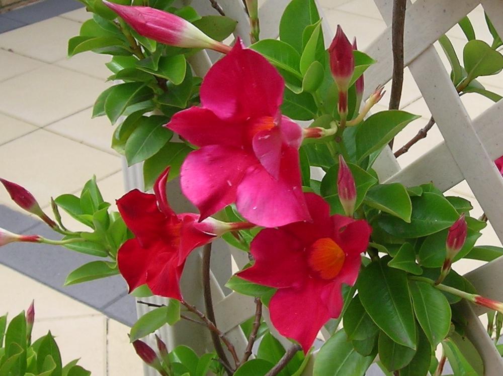 Trepadeiras com Flores – Tipos, Dicas como Cuidar e Fotos
