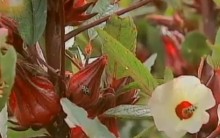 Hibisco para Chá Emagrece Tipo, Benefícios, Onde Encontrar