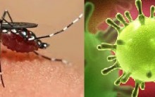 Zika Vírus – Nova Doença Causada pelo Mosquito da Dengue