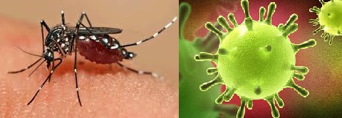 Zika Vírus – Nova Doença Causada pelo Mosquito da Dengue