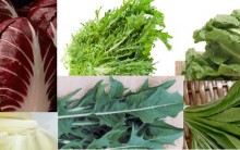 Como Cultivar Chicória – Vitaminas e Benefícios da Hortaliça